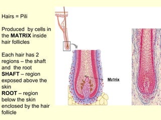 Hairs = Pili Produced  by cells in the  MATRIX  inside  hair follicles Each hair has 2 regions – the shaft and  the root SHAFT  – region exposed above the skin ROOT  – region below the skin enclosed by the hair follicle Matrix 