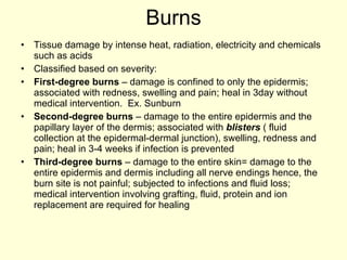 Burns Tissue damage by intense heat, radiation, electricity and chemicals such as acids Classified based on severity:  First-degree burns  – damage is confined to only the epidermis; associated with redness, swelling and pain; heal in 3day without medical intervention.  Ex. Sunburn Second-degree burns  – damage to the entire epidermis and the papillary layer of the dermis; associated with  blisters  ( fluid collection at the epidermal-dermal junction), swelling, redness and pain; heal in 3-4 weeks if infection is prevented Third-degree burns  – damage to the entire skin= damage to the entire epidermis and dermis including all nerve endings hence, the burn site is not painful; subjected to infections and fluid loss; medical intervention involving grafting, fluid, protein and ion replacement are required for healing 