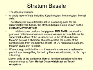 Stratum Basale The deepest stratum. A single layer of cells including Keratinocytes, Melanocytes, Merkel cells: Keratinocytes are mitotically active producing cells for the superficial layers hence, the stratum basale is also known as the  stratum Germinativum Melanocvtes produce the pigment  MELANIN  contained in granules called melanosomes – melanosomes accumulate on the superficial surface of the keratinocvtes in the stratum basale. Melanin acts as a chemical shield to protect the nuclei of the keratinocytes from the harmful effects  of UV radiation in sunlight. Melanin gives skin its color.  When you go out into the  sun , these cells make extra melanin to protect you from getting burned by the sun's ultraviolet, or UV, rays = tanning Merkel cells at the epidermal-dermal junction associate with free nerve endings to form  Merkel Discs which act as Touch receptors  