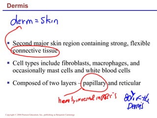 Dermis Second major skin region containing strong, flexible connective tissue Cell types include fibroblasts, macrophages, and occasionally mast cells and white blood cells Composed of two layers – papillary and reticular 
