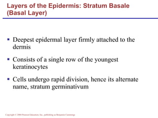 Deepest epidermal layer firmly attached to the dermis Consists of a single row of the youngest keratinocytes Cells undergo rapid division, hence its alternate name, stratum germinativum Layers of the Epidermis: Stratum Basale  (Basal Layer) 