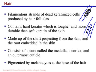 Hair Filamentous strands of dead keratinized cells produced by hair follicles Contains hard keratin which is tougher and more durable than soft keratin of the skin Made up of the shaft projecting from the skin, and the root embedded in the skin Consists of a core called the medulla, a cortex, and an outermost cuticle Pigmented by melanocytes at the base of the hair 