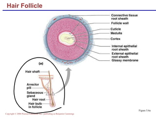 Hair Follicle Figure 5.6a 