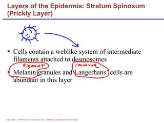 Cells contain a weblike system of intermediate filaments attached to desmosomes Melanin granules and Langerhans’ cells are abundant in this layer Layers of the Epidermis: Stratum Spinosum  (Prickly Layer) 