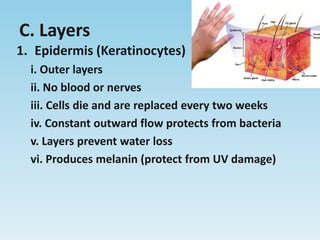 C. LayersEpidermis (Keratinocytes)i. Outer layersii. No blood or nervesiii. Cells die and are replaced every two weeksiv. Constant outward flow protects from bacteriav. Layers prevent water lossvi. Produces melanin (protect from UV damage)