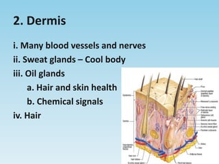 2. Dermisi. Many blood vessels and nervesii. Sweat glands – Cool bodyiii. Oil glandsa. Hair and skin healthb. Chemical signalsiv. Hair