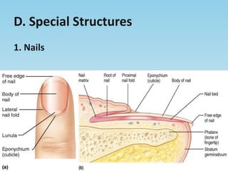 D. Special Structures1. Nails