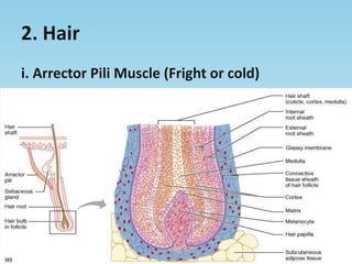 2. Hairi. ArrectorPili Muscle (Fright or cold)