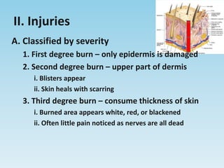 II. InjuriesA. Classified by severity1. First degree burn – only epidermis is damaged2. Second degree burn – upper part of dermisi. Blisters appearii. Skin heals with scarring3. Third degree burn – consume thickness of skini. Burned area appears white, red, or blackenedii. Often little pain noticed as nerves are all dead