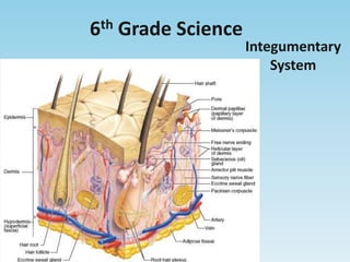6th Grade Science Integumentary System 