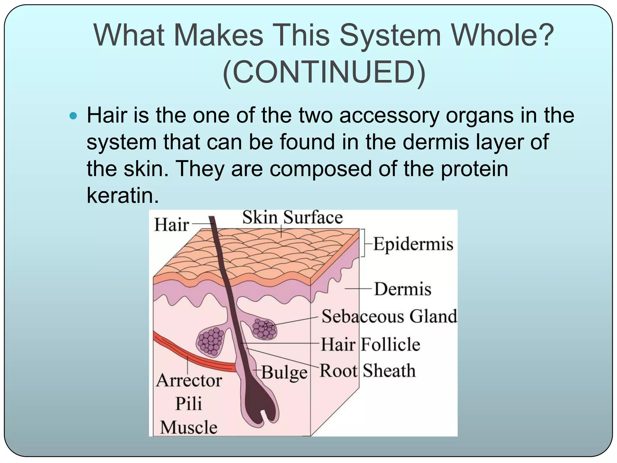What Makes This System Whole?
         (CONTINUED)
 Hair is the one of the two accessory organs in the
 system that can be found in the dermis layer of
 the skin. They are composed of the protein
 keratin.
 
