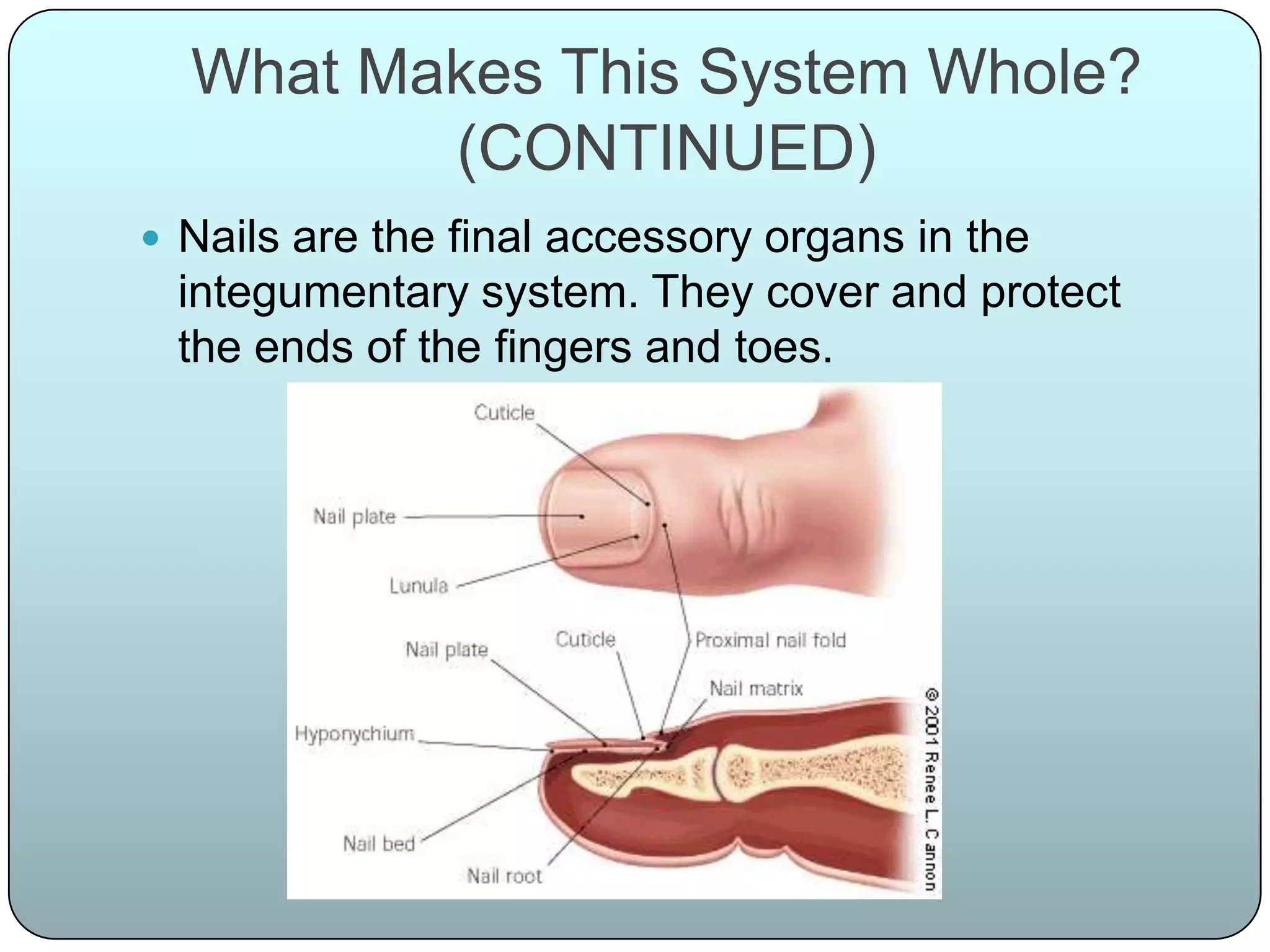 What Makes This System Whole?
         (CONTINUED)
 Nails are the final accessory organs in the
 integumentary system. They cover and protect
 the ends of the fingers and toes.
 