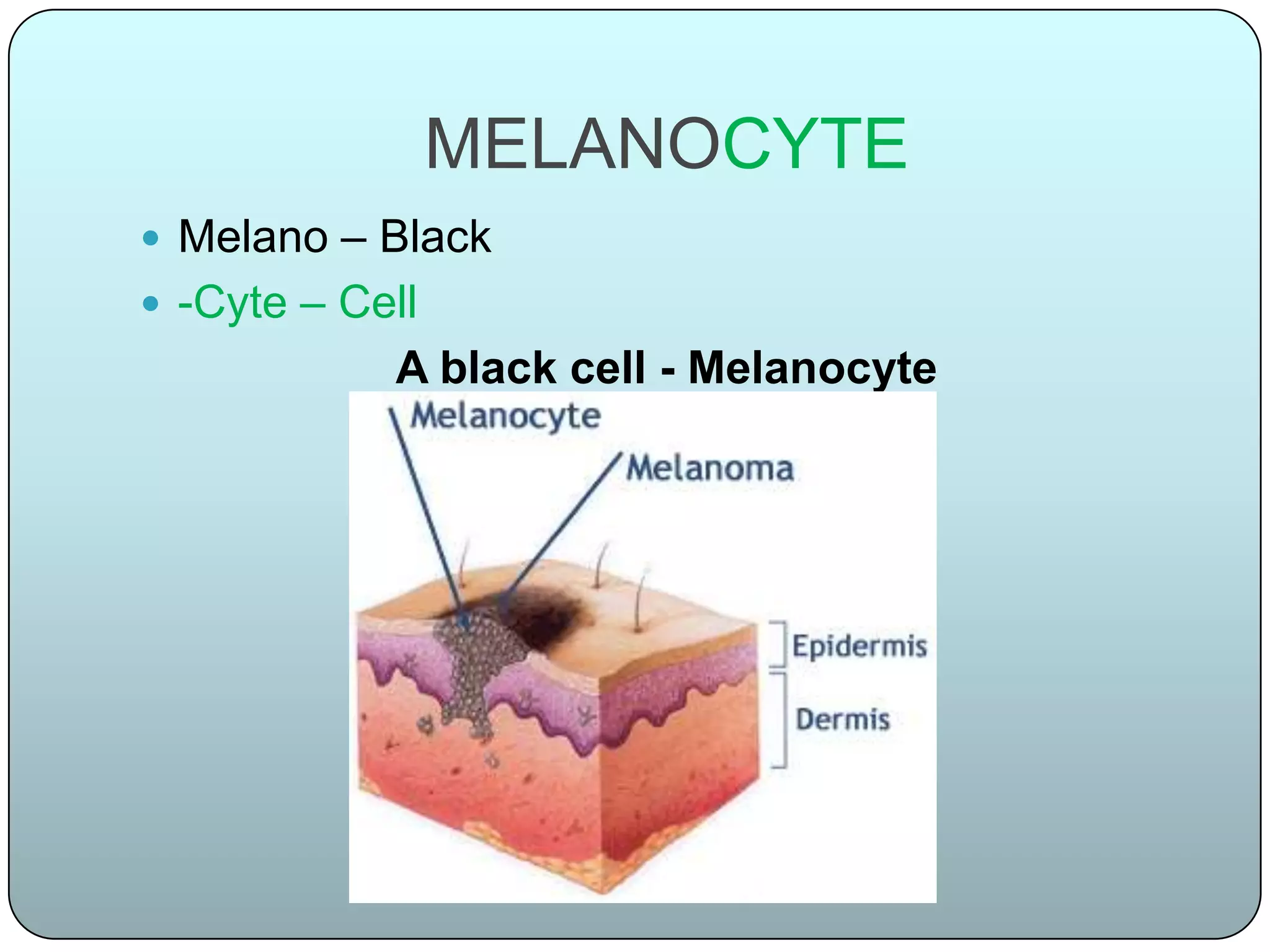 MELANOCYTE
 Melano – Black
 -Cyte – Cell
            A black cell - Melanocyte
 