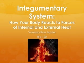 Integumentary
       System:
How Your Body Reacts to Forces
 of Internal and External Heat
        Vanessa Ross Mosier
              Bio 120
 