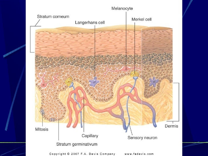 Chapter 4-- Integumentary system