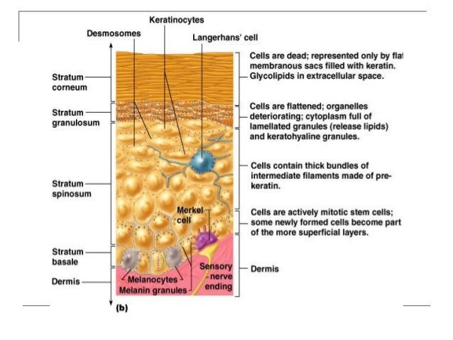 Integumentary system