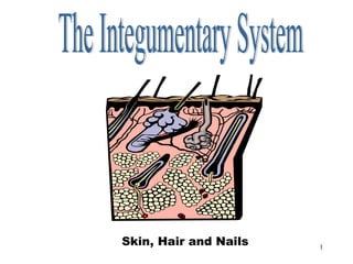 Integumentary System




    Skin, Hair and Nails   1
 