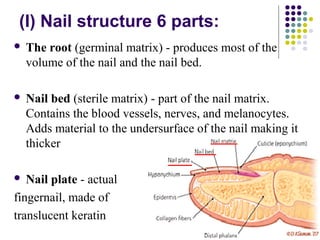 Integumentary system | PPT
