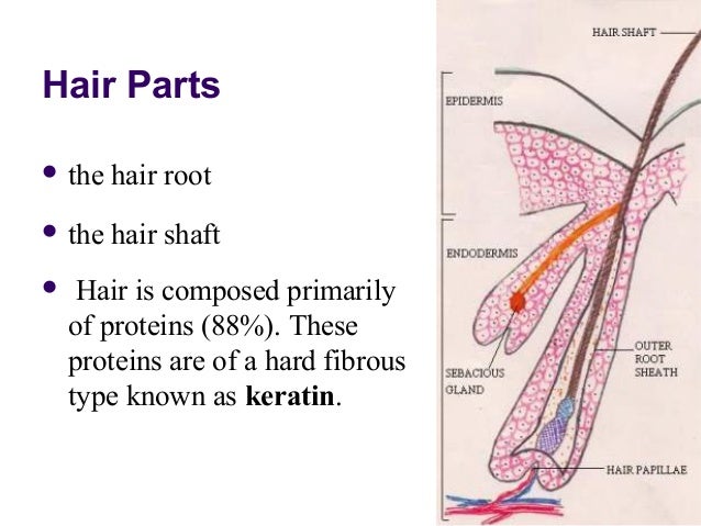 parts of integumentary system