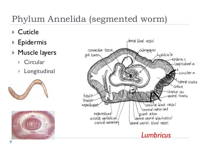 Integumentary system