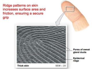Integumentary system | PPT