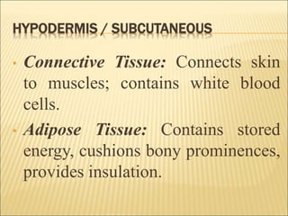 Integumentary system | PPT