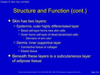 Chapter 1122:: SSkkiinn,, HHaaiirr,, aanndd NNaaiillss 
SSttrruuccttuurree aanndd FFuunnccttiioonn ((ccoonntt..)) 
 SSkkiinn hhaass ttwwoo llaayyeerrss:: 
 EEppiiddeerrmmiiss:: oouutteerr hhiigghhllyy ddiiffffeerreennttiiaatteedd llaayyeerr 
• BBaassaall cceellll llaayyeerr ffoorrmmss nneeww sskkiinn cceellllss 
• OOuutteerr hhoorrnnyy cceellll llaayyeerr ooff ddeeaadd kkeerraattiinniizzeedd cceellllss 
 DDeerriivvaattiioonn ooff sskkiinn ccoolloorr 
 DDeerrmmiiss:: iinnnneerr ssuuppppoorrttiivvee llaayyeerr 
• CCoonnnneeccttiivvee ttiissssuuee oorr ccoollllaaggeenn 
• EEllaassttiicc ttiissssuuee 
 BBeenneeaatthh tthheessee llaayyeerrss iiss aa ssuubbccuuttaanneeoouuss llaayyeerr 
ooff aaddiippoossee ttiissssuuee 
Elsevier items and derived items © 2012, 2008, 2004, 2000, 1996, 1992 by Saunders, an imprint of Elsevier Inc. 
Slide 12-3 
 