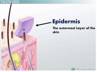 Epidermis
The outermost Layer of the
skin