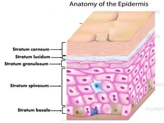Stratum corneum
Stratum lucidum
Stratum granulosum
Stratum spinosum
Stratum basale