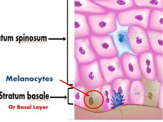 Or Basal Layer
Melanocytes