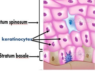 keratinocytes