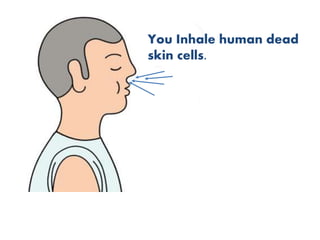 You Inhale human dead
skin cells.