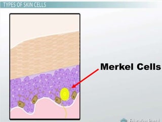 Merkel Cells