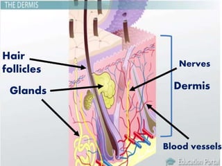 DermisGlands
Nerves
Blood vessels
Hair
follicles