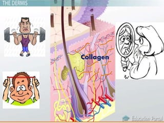 Collagen