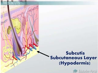 Subcutis
Subcutaneous Layer
(Hypodermis)