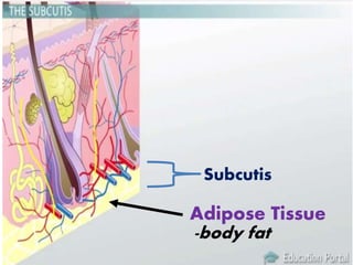 Subcutis
Adipose Tissue
-body fat