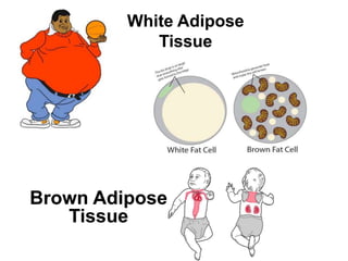 White Adipose
Tissue
Brown Adipose
Tissue