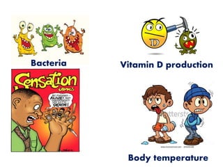 Bacteria Vitamin D production
Body temperature