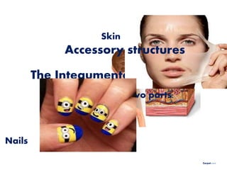 Cutaneous
membrane
The Integumentary System
Made up of two parts:
Skin
Nails
Accessory structures
Carpet >>>