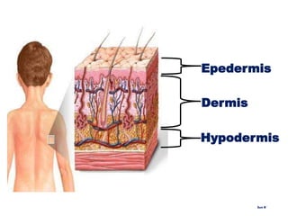 Epedermis
Dermis
Hypodermis
Sun B`