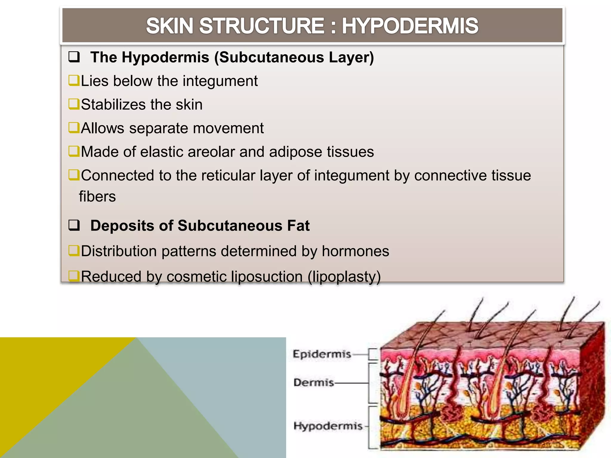 Integumentary system ppt | PPTX