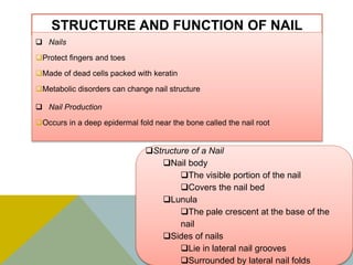STRUCTURE AND FUNCTION OF NAIL
 Nails
Protect fingers and toes
Made of dead cells packed with keratin
Metabolic disorders can change nail structure
 Nail Production
Occurs in a deep epidermal fold near the bone called the nail root
Structure of a Nail
Nail body
The visible portion of the nail
Covers the nail bed
Lunula
The pale crescent at the base of the
nail
Sides of nails
Lie in lateral nail grooves
Surrounded by lateral nail folds
 