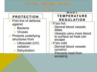 P R O T E C T I O N
 First line of defense
against
 Bacteria
 Viruses
 Protects underlying
structures from
 Ultraviolet (UV)
radiation
 Dehydration
B O D Y
T E M P E R AT U R E
R E G U L AT I O N
If too hot
Dermal blood vessels
dilate
Vessels carry more blood
to surface so heat can
escape
If too cold
Dermal blood vessels
constrict
Prevents heat from
escaping
 