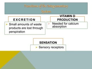 E X C R E T I O N
 Small amounts of waste
products are lost through
perspiration
VITAMIN D
PRODUCTION
 Needed for calcium
absorption
SENSATION
 Sensory receptors
 