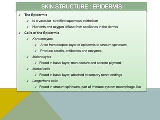  The Epidermis
 Is a vascular stratified squamous epithelium
 Nutrients and oxygen diffuse from capillaries in the dermis
 Cells of the Epidermis
 Keratinocytes
 Arise from deepest layer of epidermis to stratum spinosum
 Produce keratin, antibodies and enzymes
 Melanocytes
 Found in basal layer, manufacture and secrete pigment
 Merkel cells
 Found in basal layer, attached to sensory nerve endings
 Langerhans cells
 Found in stratum spinosum, part of immune system macrophage-like
 