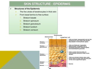  Structures of the Epidermis
 The five strata of keratinocytes in thick skin
 From basal lamina to free surface
1. Stratum basale
2. Stratum spinosum
3. Stratum granulosum
4. Stratum lucidum
5. Stratum corneum
 