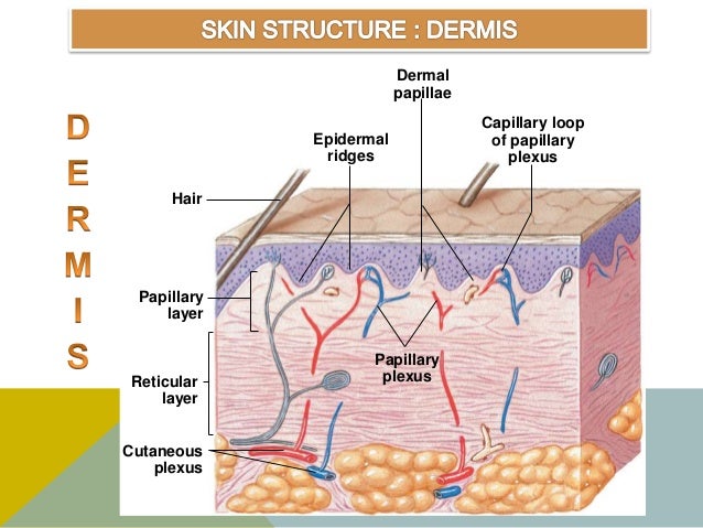 Integumentary system ppt