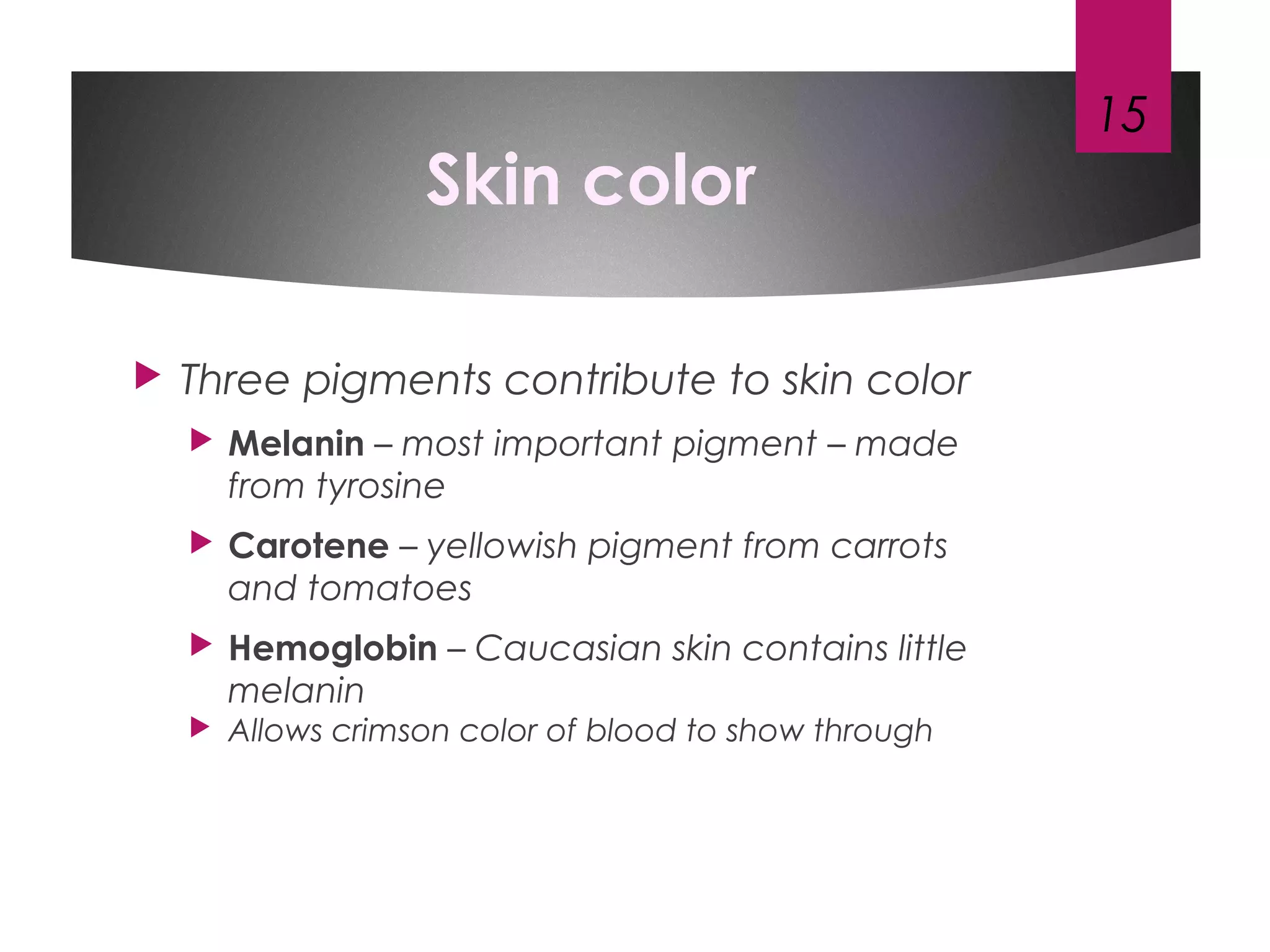 Skin color
 Three pigments contribute to skin color
 Melanin – most important pigment – made
from tyrosine
 Carotene – yellowish pigment from carrots
and tomatoes
 Hemoglobin – Caucasian skin contains little
melanin
 Allows crimson color of blood to show through
15
 