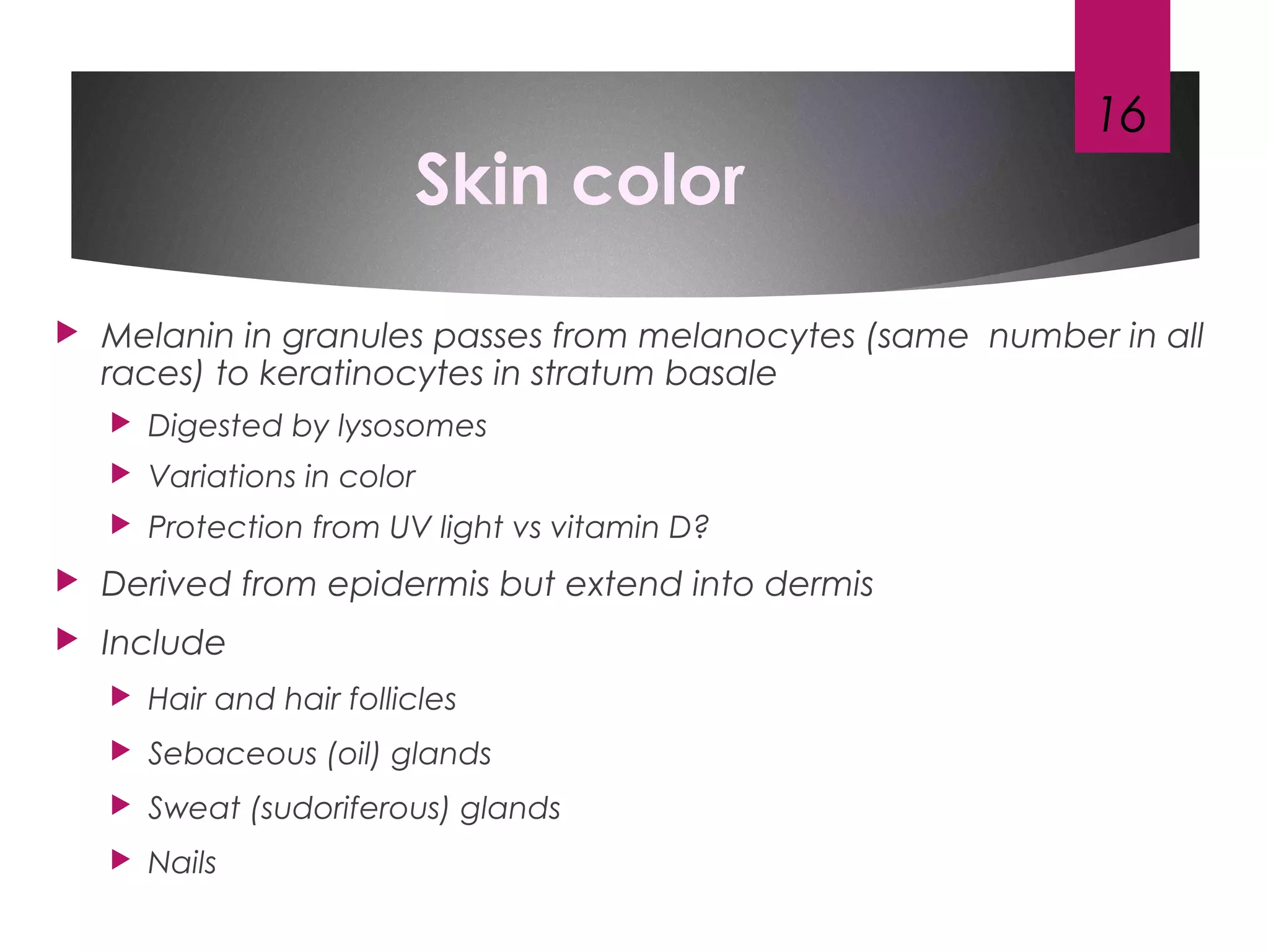 Skin color
 Melanin in granules passes from melanocytes (same number in all
races) to keratinocytes in stratum basale
 Digested by lysosomes
 Variations in color
 Protection from UV light vs vitamin D?
 Derived from epidermis but extend into dermis
 Include
 Hair and hair follicles
 Sebaceous (oil) glands
 Sweat (sudoriferous) glands
 Nails
16
 